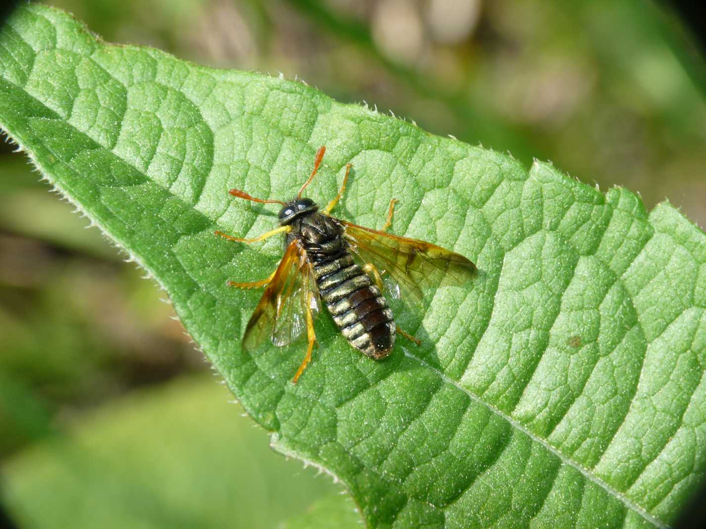 Imenottero dorato (Abia sericea)